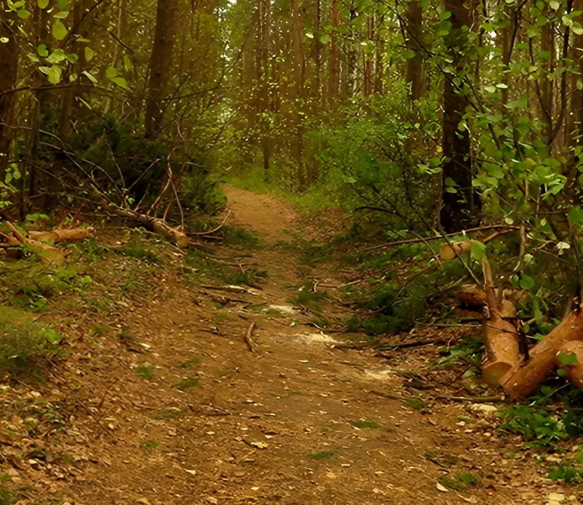 Bosque de Navios&nbsp;5